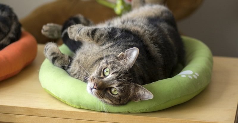 5 Suggestions On Selecting The Good Cat Mattress