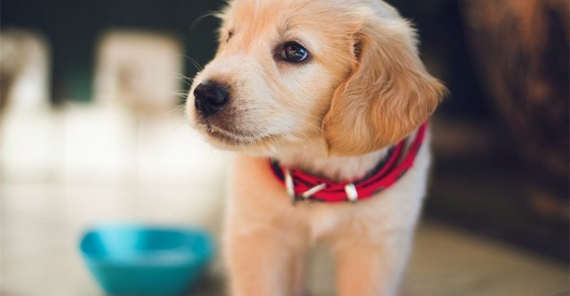 Pet Parenting: All the things You Want To Know