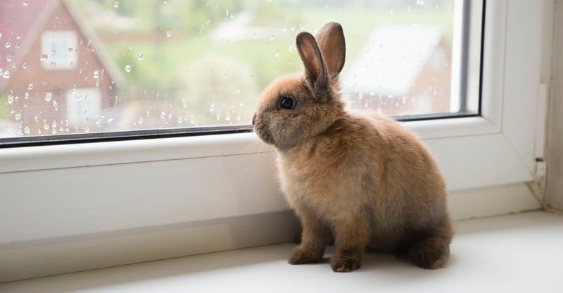 Canines Too Costly? Take into account These Totally different Funds Pleasant Pets