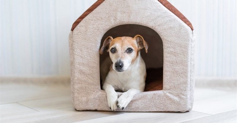 The Final Information of Canine Home Designs and The best way to Perceive Them