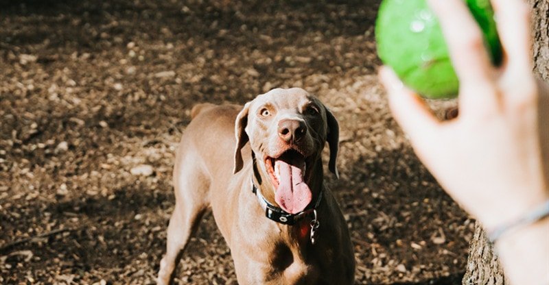 How To Discover A Canine Breed That Fits Your Life-style