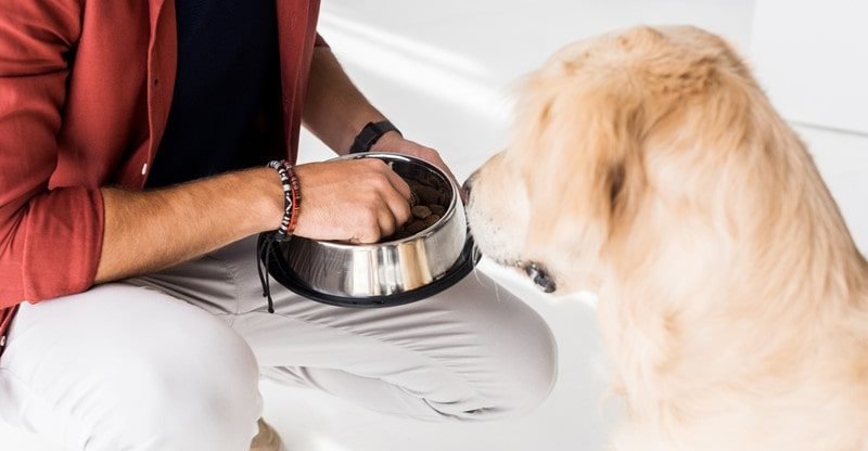 The Execs and Cons of 4 Standard Canine Meals
